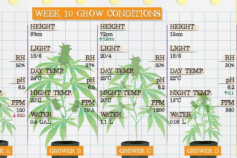 cannabis strains chart