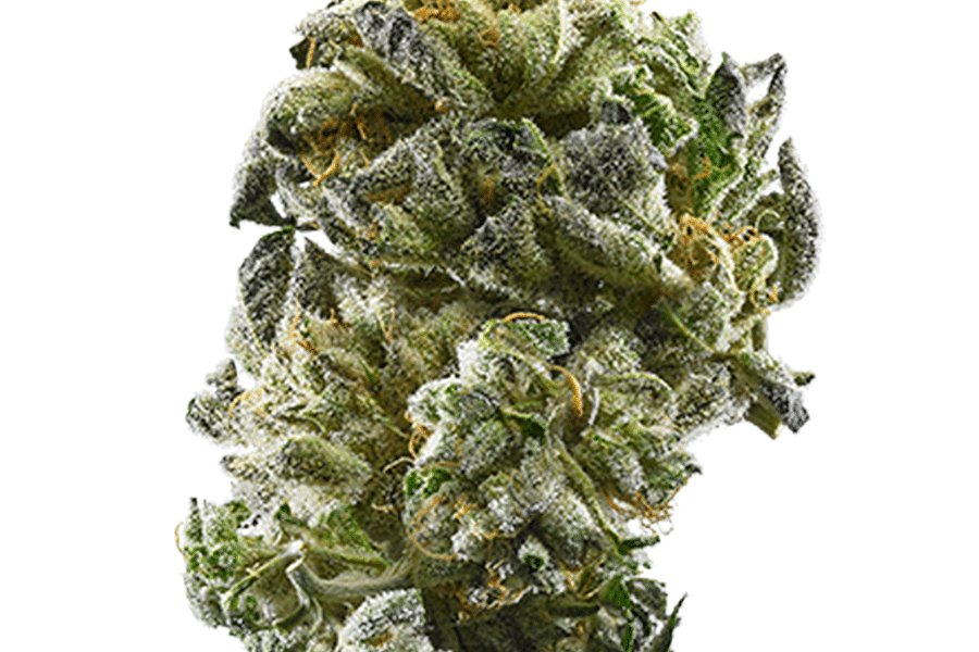 Girl Scout Cookies cannabis