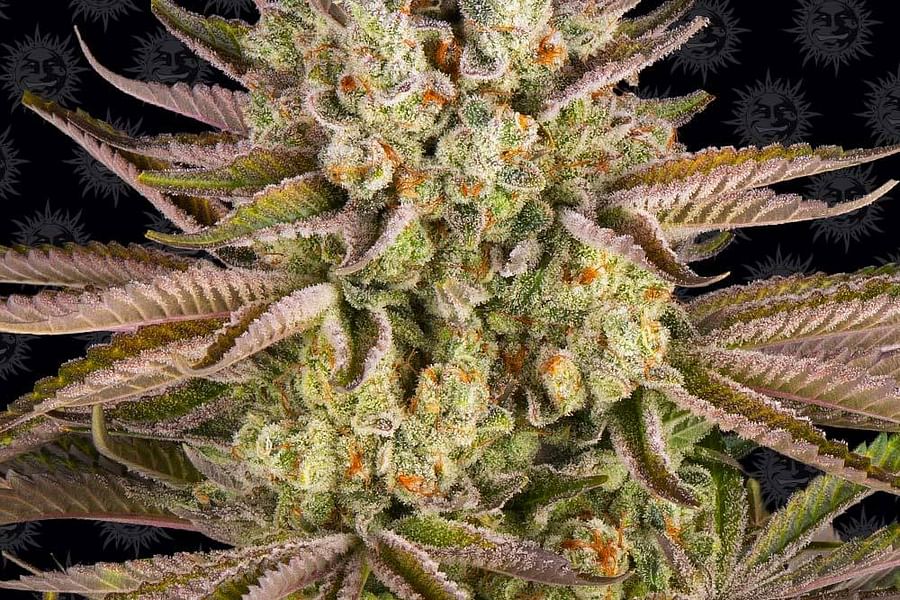 Pineapple Express cannabis
