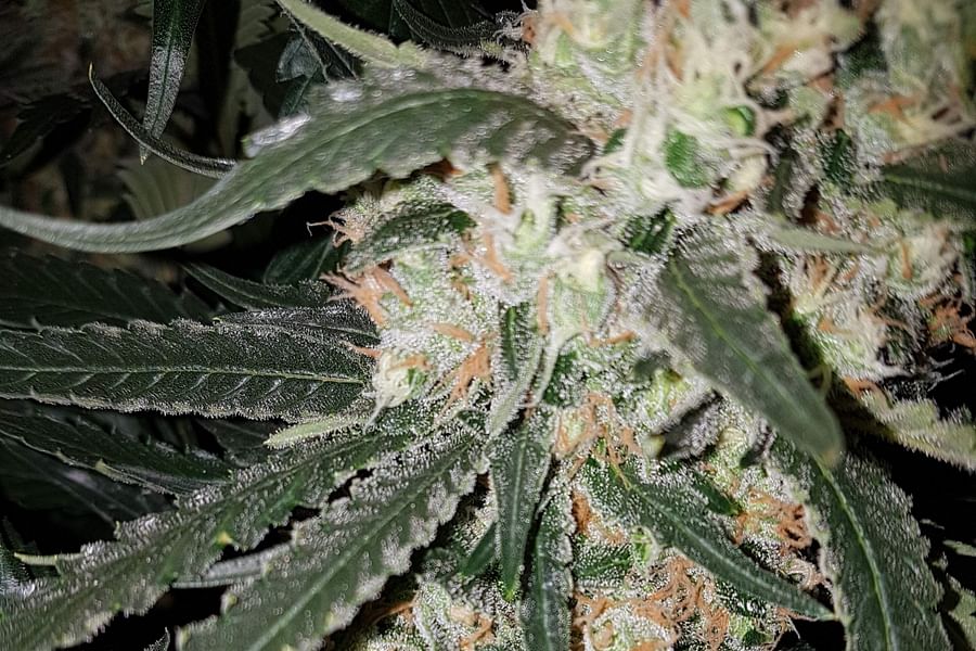 Super Lemon Haze cannabis