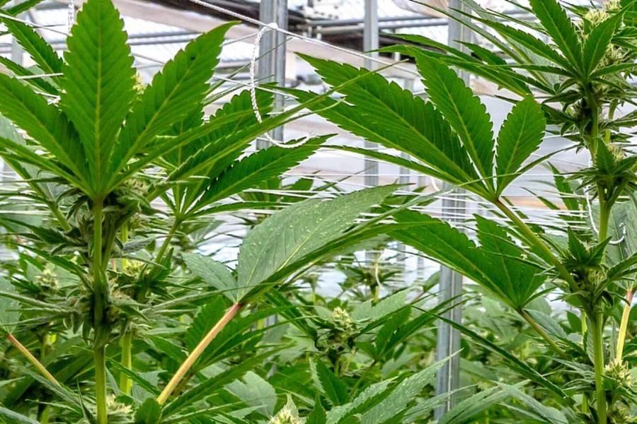 cannabis cultivation expert