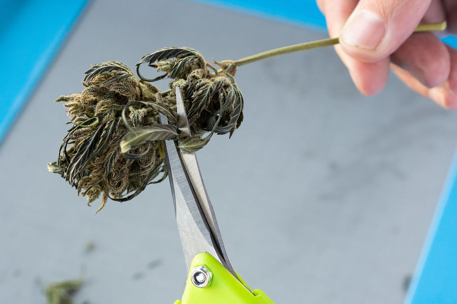 cannabis extraction technician