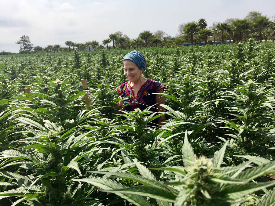 A lush and thriving cannabis plantation