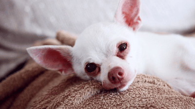 A Beginner's Guide to Understanding Weed Measurements and Quantities