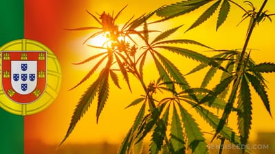 A Guide to Cannabis Tourism: Top Destinations for Marijuana Enthusiasts Around the World