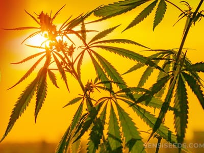 A Guide to Cannabis Tourism: Top Destinations for Marijuana Enthusiasts Around the World