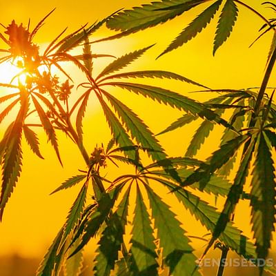 A Guide to Cannabis Tourism: Top Destinations for Marijuana Enthusiasts Around the World