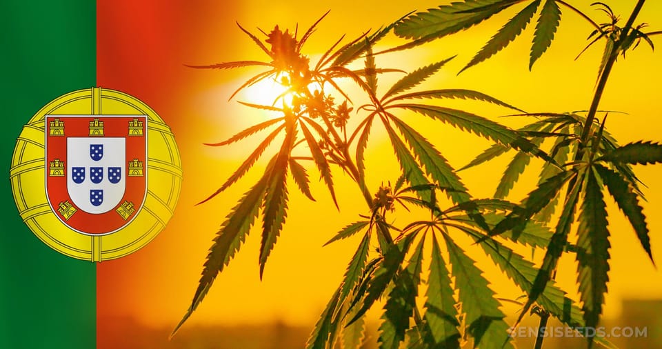 A Guide to Cannabis Tourism: Top Destinations for Marijuana Enthusiasts Around the World