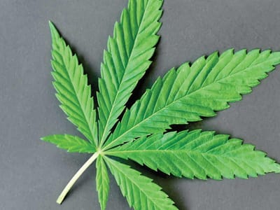 Breaking Into the Cannabis Business: Tips for Successful Entrepreneurs