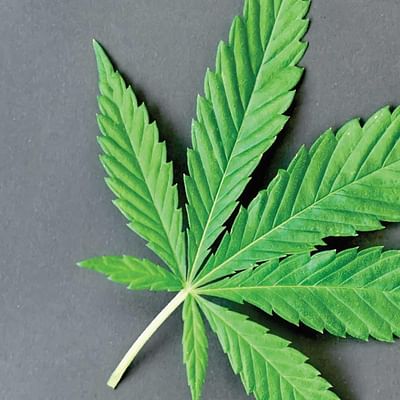Breaking Into the Cannabis Business: Tips for Successful Entrepreneurs