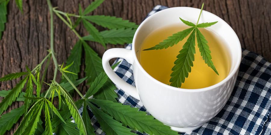 Glass mug of freshly brewed cannabis tea with a cannabis leaf on the side
