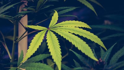 The Impact of Cannabis Regulations on Businesses: A State-by-State Analysis