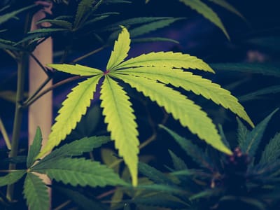 The Impact of Cannabis Regulations on Businesses: A State-by-State Analysis