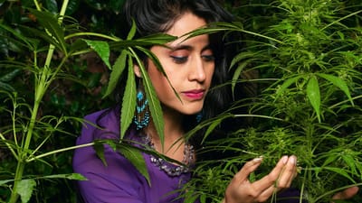 The Role of Cannabis in the Job Market: Emerging Opportunities and How to Secure Cannabis Jobs Near You