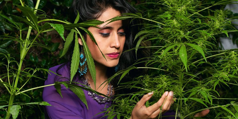 The Role of Cannabis in the Job Market: Emerging Opportunities and How to Secure Cannabis Jobs Near You