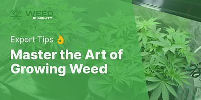 Master the Art of Growing Weed - Expert Tips 👌