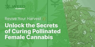 Unlock the Secrets of Curing Pollinated Female Cannabis - Revive Your Harvest 🌿