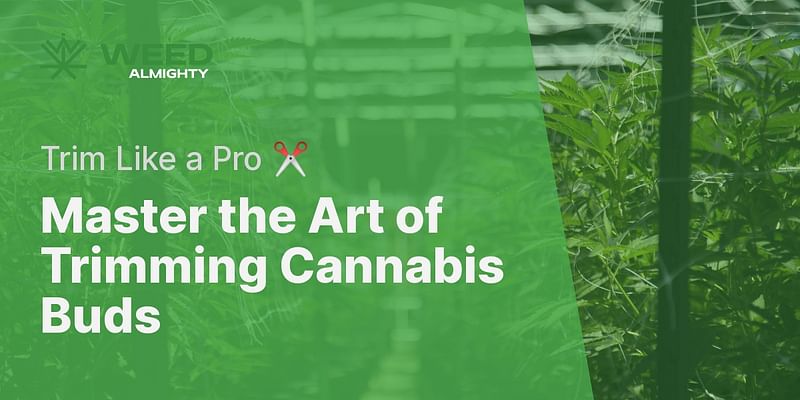 Master the Art of Trimming Cannabis Buds - Trim Like a Pro ✂️