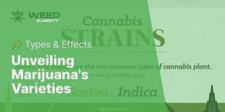 Unveiling Marijuana's Varieties - 🌿 Types & Effects