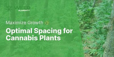 Optimal Spacing for Cannabis Plants - Maximize Growth 🌿