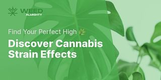 Discover Cannabis Strain Effects - Find Your Perfect High 🌿