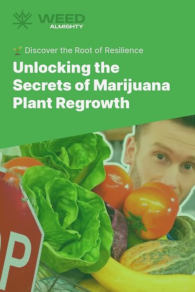 Unlocking the Secrets of Marijuana Plant Regrowth - 🌱 Discover the Root of Resilience