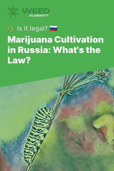 Marijuana Cultivation in Russia: What's the Law? - 🌿 Is it legal? 🇷🇺