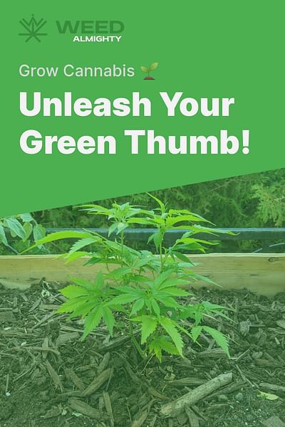 Unleash Your Green Thumb! - Grow Cannabis 🌱