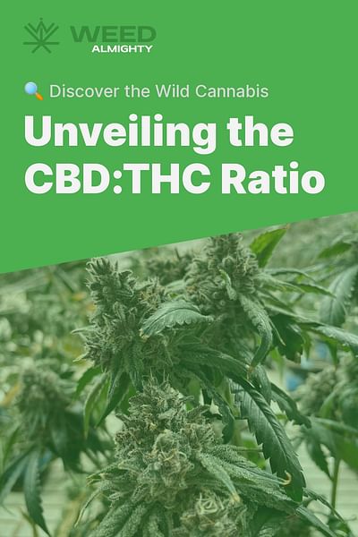 Unveiling the CBD:THC Ratio - 🔍 Discover the Wild Cannabis