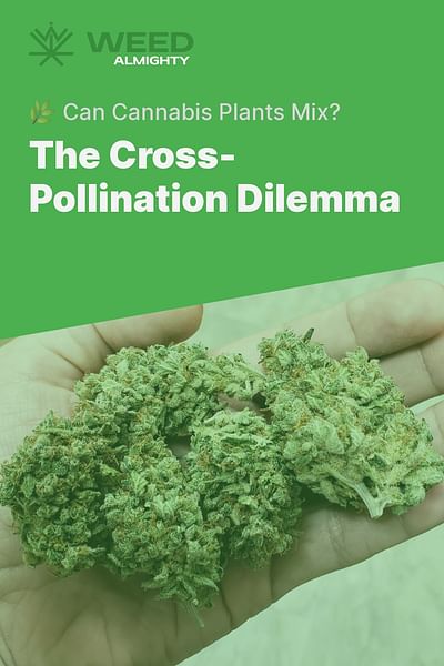 The Cross-Pollination Dilemma - 🌿 Can Cannabis Plants Mix?
