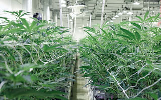 How can I grow cannabis plants?