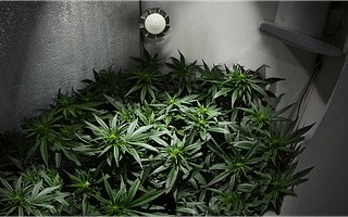 How can I grow marijuana in my house?