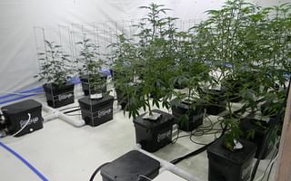 How can I grow marijuana indoors?