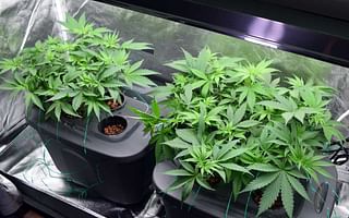How can I grow weed?