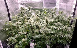 How can I learn to grow cannabis?