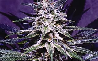 How easy is it to grow cannabis?