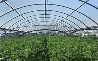Is cannabis cultivation profitable?