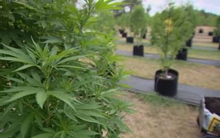 Is cannabis/hemp easy to grow?
