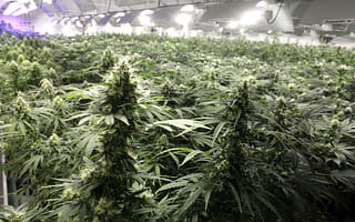 Is it too late to start a cannabis cultivation business?