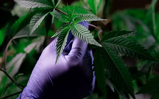 What are some job opportunities in controls engineering within the cannabis industry?