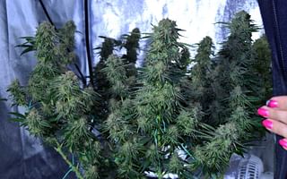 What are some tips on growing marijuana indoors?