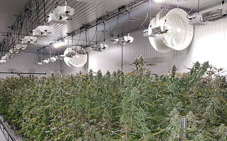 What are the best practices for growing cannabis indoors?