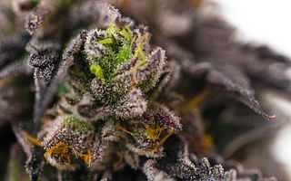 What are the different strains of weed?
