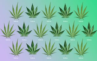 What are the different types of marijuana strains?